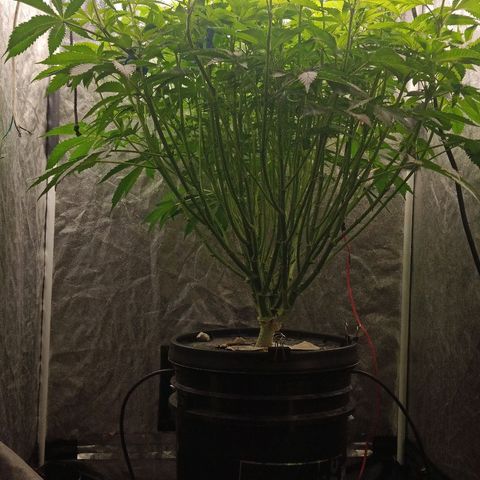 Gorilla glue #4 growlog photo: Poda bajos