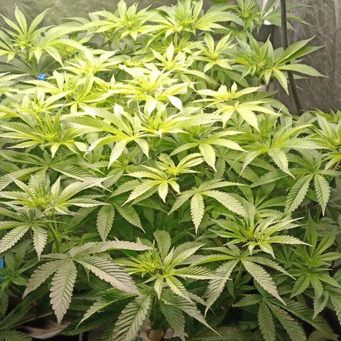 Gorilla glue #4 growlog photo: Poda bajos
