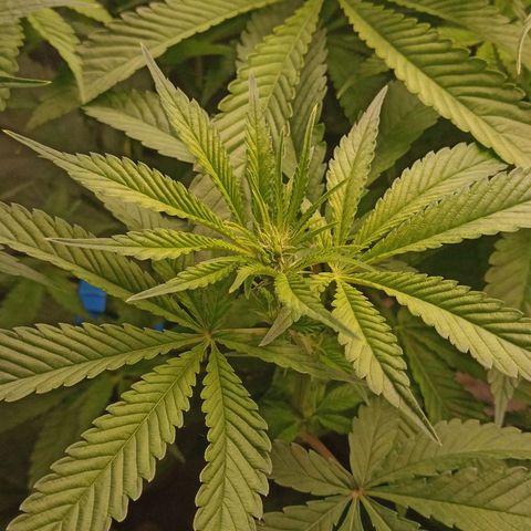 Gorilla glue #4 growlog photo: Poda bajos