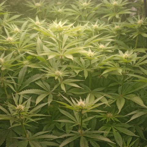 Gorilla glue #4 growlog timeline photo