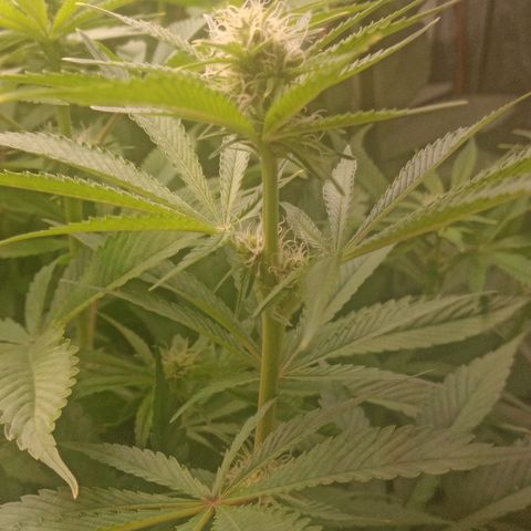 Gorilla glue #4 growlog timeline photo
