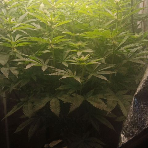 Gorilla glue #4 growlog timeline photo
