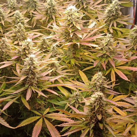 Gorilla glue #4 growlog timeline photo
