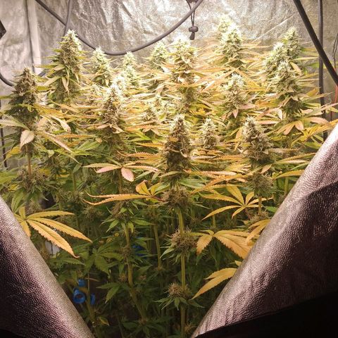 Gorilla glue #4 growlog timeline photo