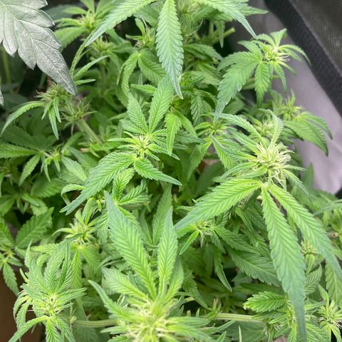 Purple microverse-1 growlog photo: Big hair cut 