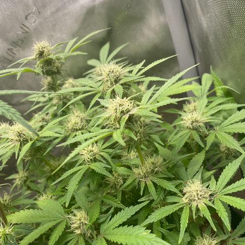 Purple microverse-1 growlog timeline photo