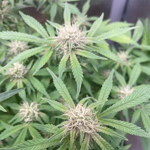 Purple microverse-1 growlog timeline photo