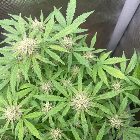 Purple microverse-1 growlog timeline photo