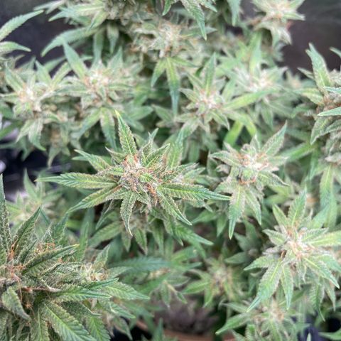 Purple microverse-1 growlog timeline photo