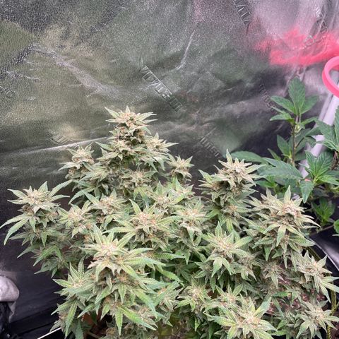 Purple microverse-1 growlog timeline photo