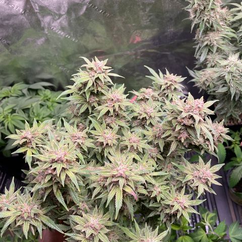 Purple microverse-1 growlog timeline photo