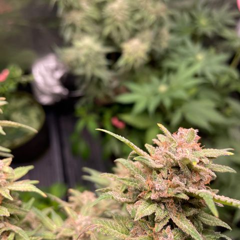 Purple microverse-1 growlog timeline photo