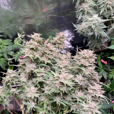 Purple microverse-1 growlog timeline photo
