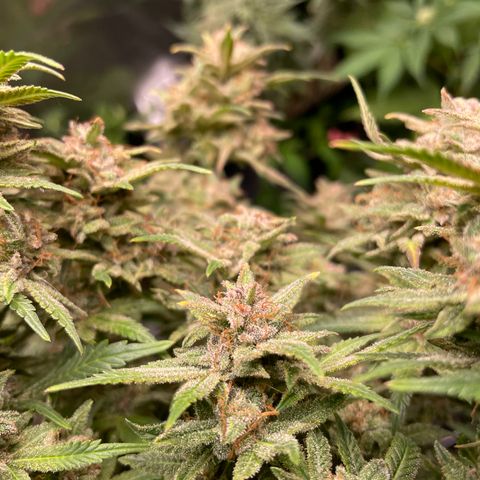 Purple microverse-1 growlog timeline photo