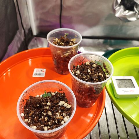 Sour Diesel Auto growlog timeline photo