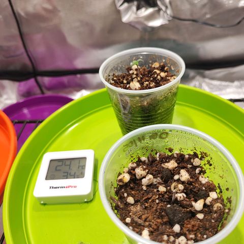 OG Kush Auto growlog timeline photo
