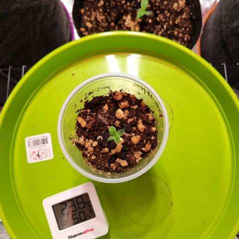 OG Kush Auto growlog timeline photo