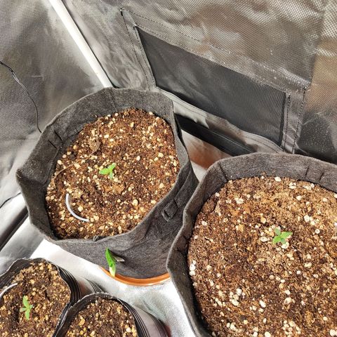 Girl Scout Cookies Auto growlog timeline photo