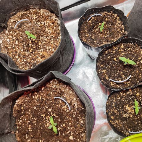 Sour Diesel Auto growlog timeline photo