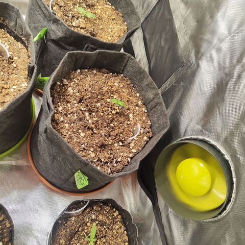 Girl Scout Cookies Auto growlog timeline photo