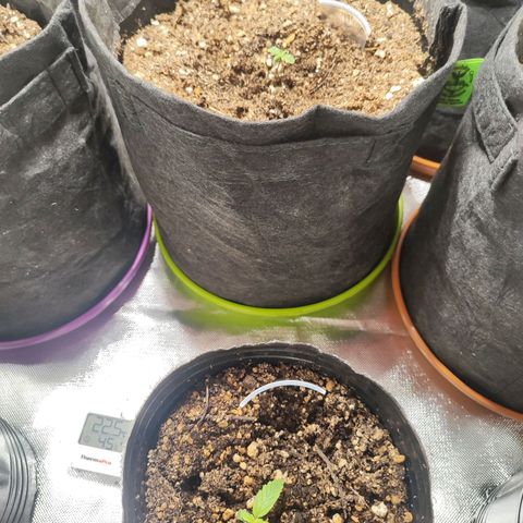 OG Kush Auto growlog timeline photo