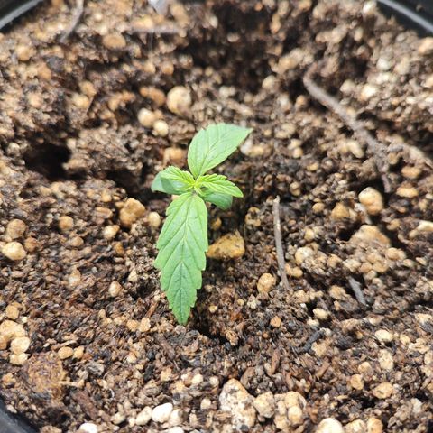 OG Kush Auto growlog timeline photo