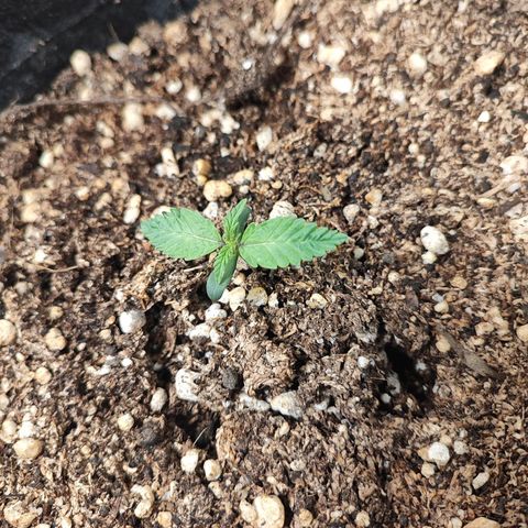 Girl Scout Cookies Auto growlog timeline photo