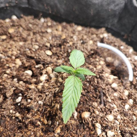 Sour Diesel Auto growlog timeline photo