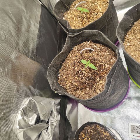 Sour Diesel Auto growlog timeline photo