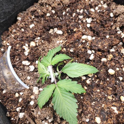 Sour Diesel Auto growlog timeline photo
