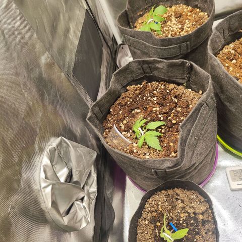 Sour Diesel Auto growlog timeline photo