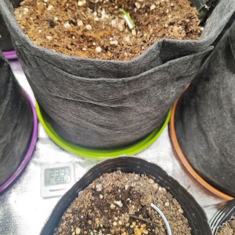 OG Kush Auto growlog timeline photo