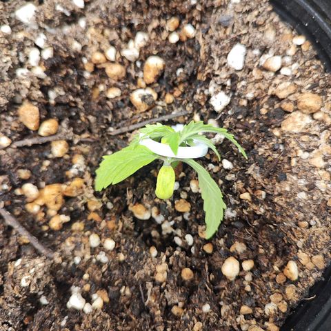 OG Kush Auto growlog timeline photo