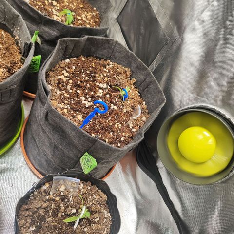 Girl Scout Cookies Auto growlog timeline photo