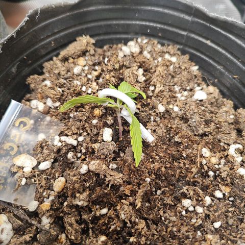 Girl Scout Cookies Auto growlog timeline photo