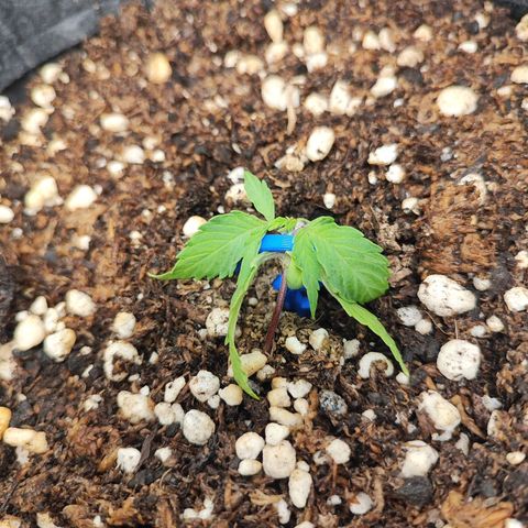 Girl Scout Cookies Auto growlog timeline photo