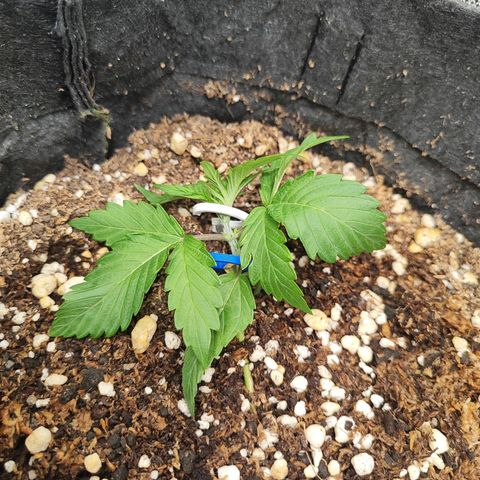 Sour Diesel Auto growlog timeline photo