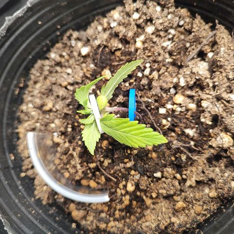 Sour Diesel Auto growlog timeline photo