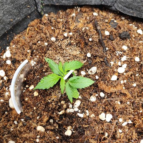OG Kush Auto growlog timeline photo