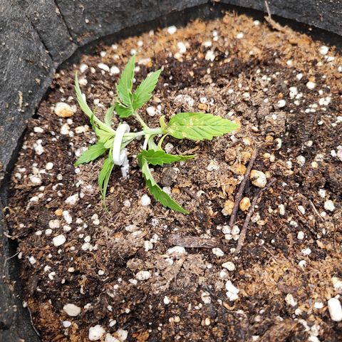 OG Kush Auto growlog timeline photo