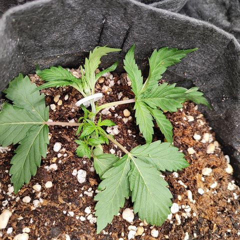Sour Diesel Auto growlog timeline photo