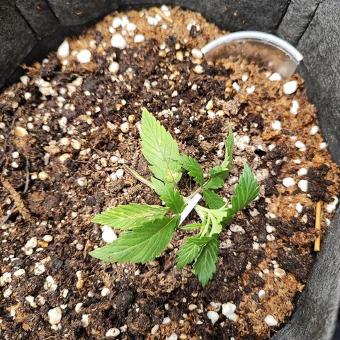 Sour Diesel Auto growlog timeline photo