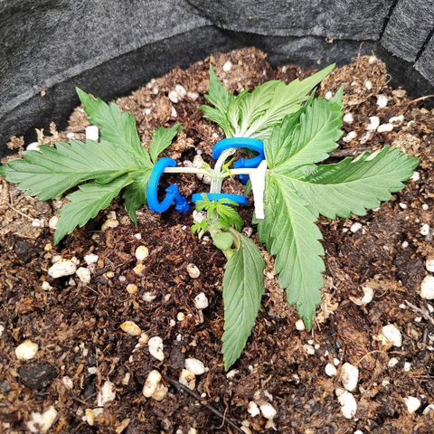 Sour Diesel Auto growlog timeline photo