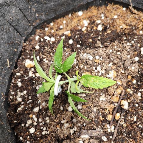 OG Kush Auto growlog timeline photo