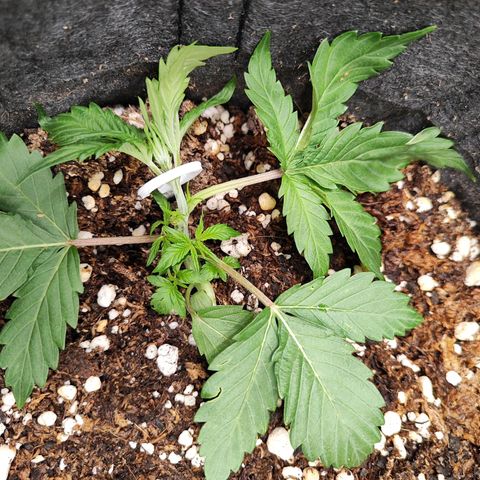 Sour Diesel Auto growlog timeline photo