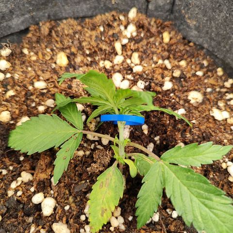 Girl Scout Cookies Auto growlog timeline photo