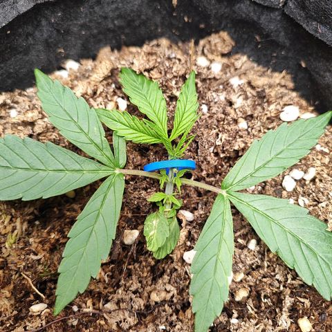 OG Kush Auto growlog timeline photo