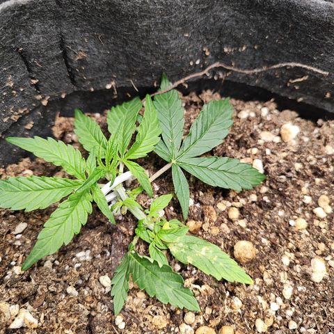 OG Kush Auto growlog timeline photo
