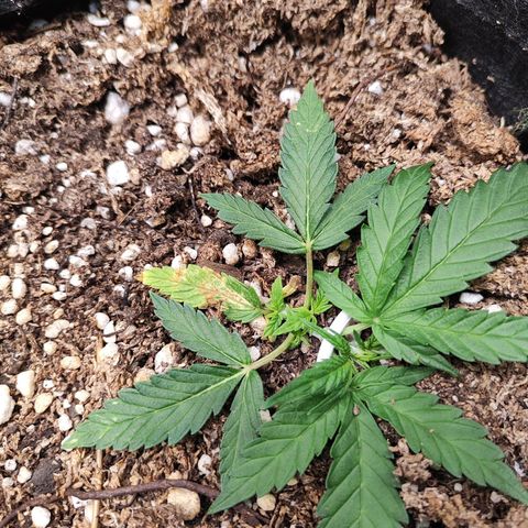 Girl Scout Cookies Auto growlog timeline photo