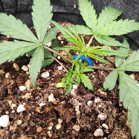 Girl Scout Cookies Auto growlog timeline photo